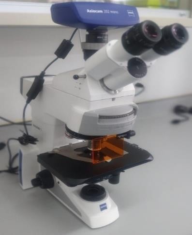 Microscopio Triocular de fluorescencia (SGR)