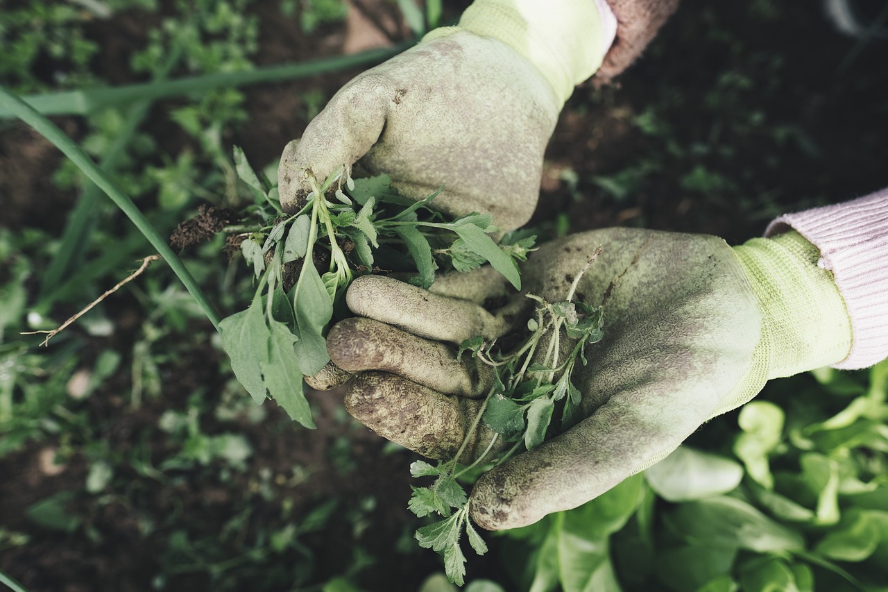 Curso en técnicas de campo