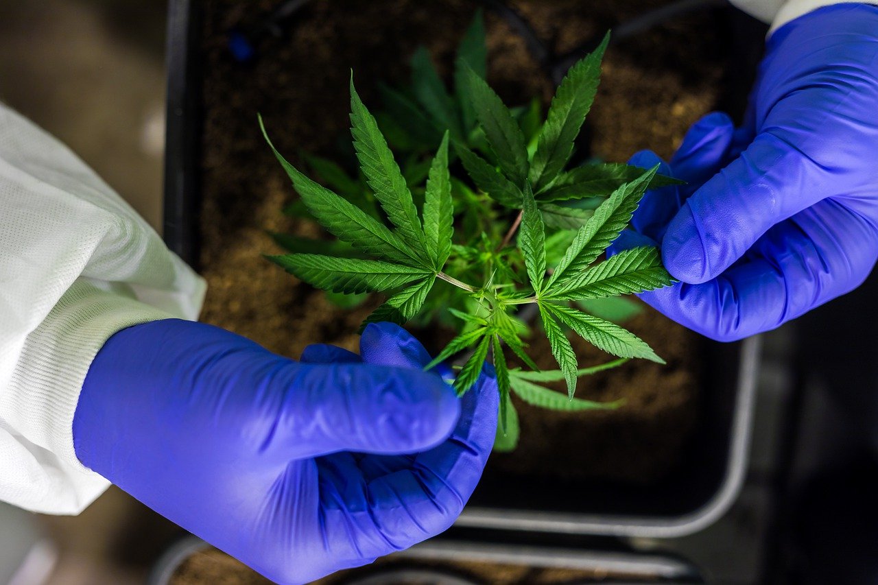 Cannabis, Siembra y Recolección