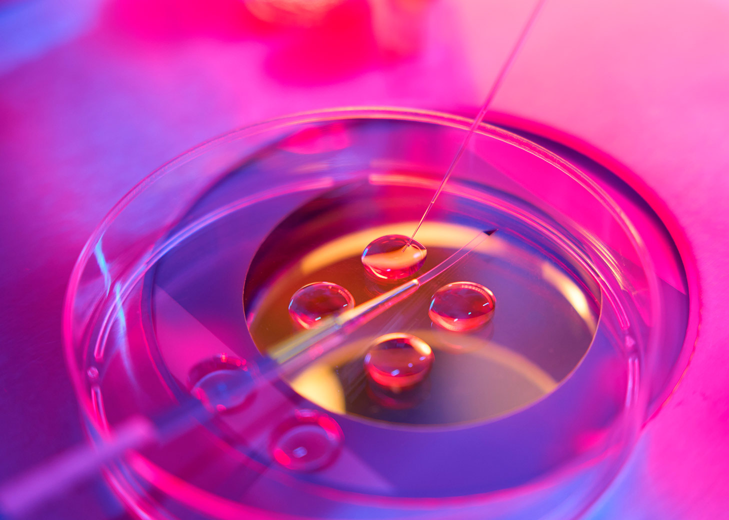 Biomateriales de Origen Microbiano para Aplicaciones Médicas: Innovación y Desarrollo