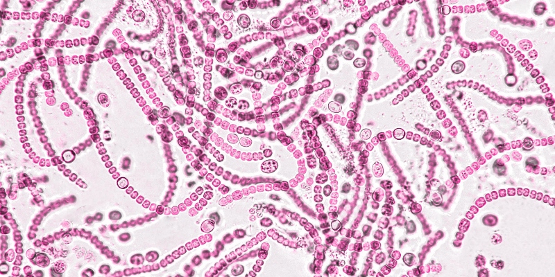 Celulosa bacteriana: el futuro sostenible de la ingeniería de tejidos