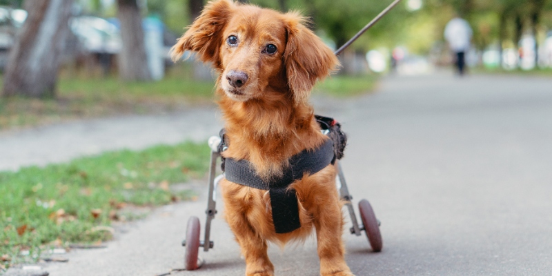 Noticia - Silla de Ruedas con Reclinación Automática para Caninos, un proyecto con corazón